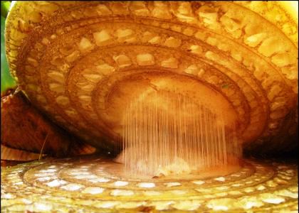 Entrepreneurial Serendipity Contest, IG 2021 - Banana microscopic photo