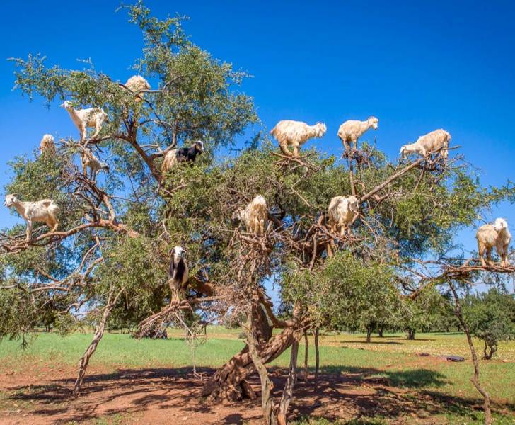 Entrepreneurial Serendipity Contest, IG 2021 - Sheep Tree